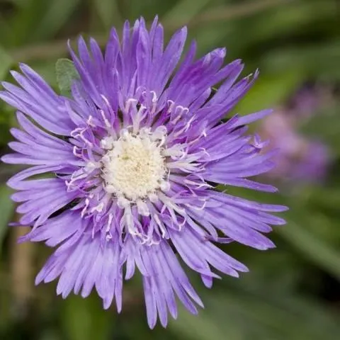thumbnail for publication: Conservation Subdivision: Construction Phase—Native Landscaping Palette